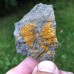 Dendrocystites barrandei